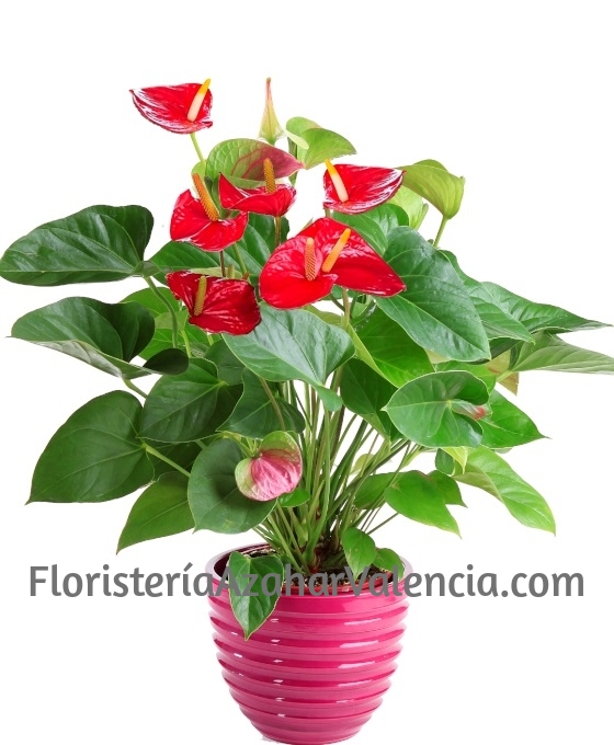Planta de Anthurium
