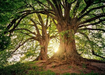 Flores para Tanatorio