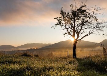 Flores funerarias Valencia