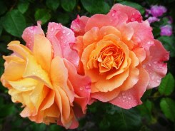 Enviar cestas de flores Rosas, Flores, Rosas para cumpleaños, Cesta de flores, Flores de cumpleaños, flores cumpleaños, ramos de flores de cumpleaños