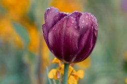Flores para funeral, flores para difuntos, flores funerarias, centros de flores para entierros, flores condolencias, Tanatorio Valencia, Centros funerarios flores